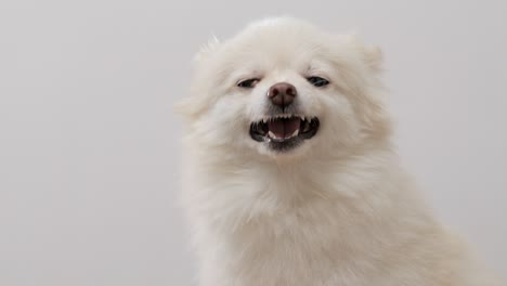 Nahaufnahme-Eines-Weißen-Hundes