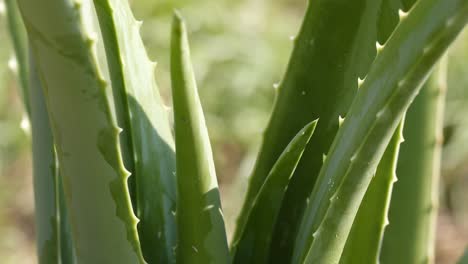 Close-up-view-of-aloe-vera-leaves