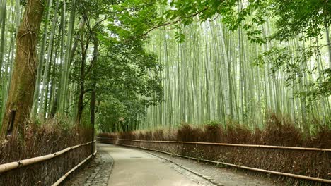 Hermoso-Bosque-De-Bambú