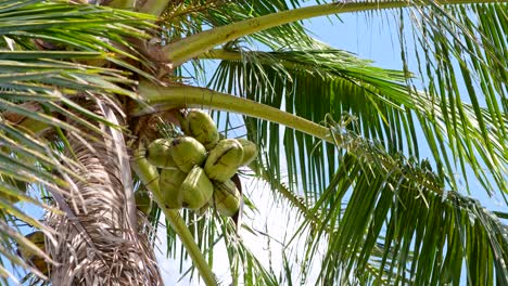 Untere-Ansicht-Von-Kokosnüssen