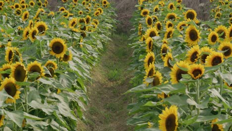 Sunflower-garden