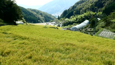 Large-rice-field