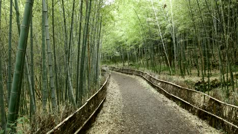 Hermoso-Bosque-De-Bambú