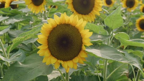 Close-up-view-of-a-sunflower