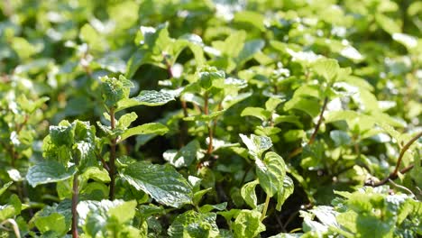 Close-up-view-of-green-mint-plant