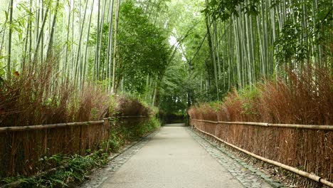 Beautiful-bamboo-forest