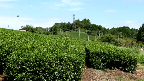 Große-Teefarm