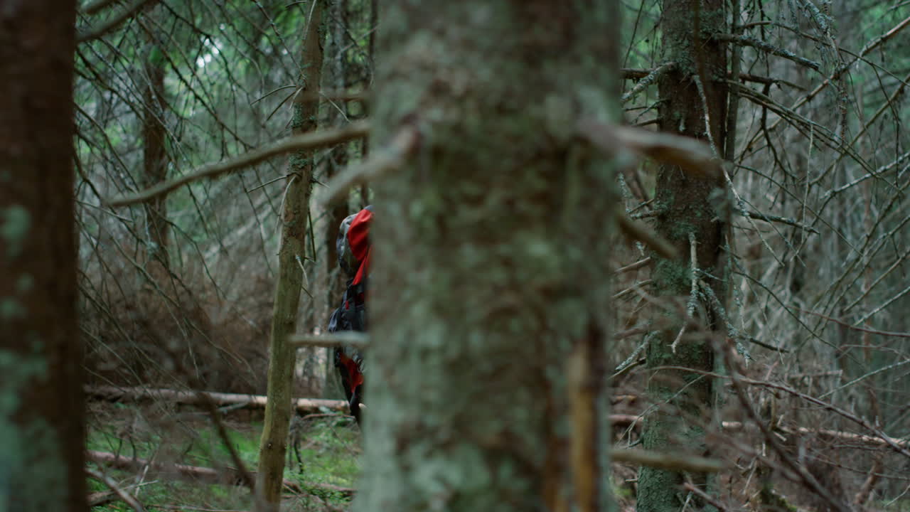 Free stock video - Hiker walking between trees in summer forest