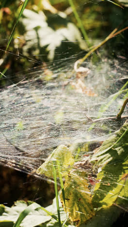 Spiderweb-in-a-plant