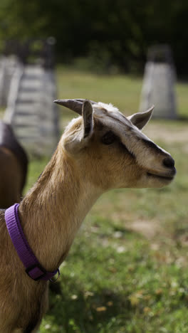 Cute-little-goat
