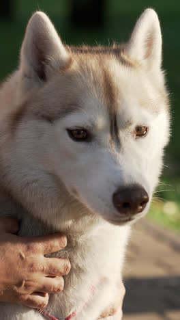 Beautiful-siberiand-dog
