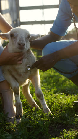 Farmer-holding-big-sheep