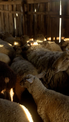 Herd-of-sheep-indoors