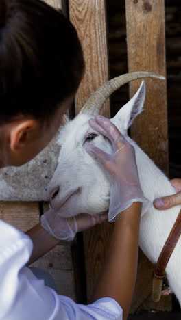Woman-taking-care-of-the-white-goat