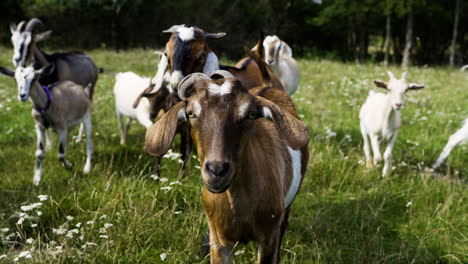 Herd-of-goats-in-the-field