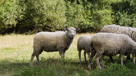 Herd-of-sheep-in-the-field