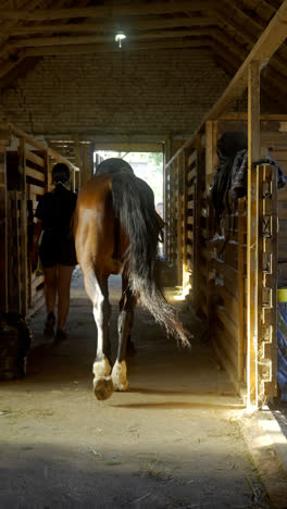 Horse-in-the-corridor-of-the-stables