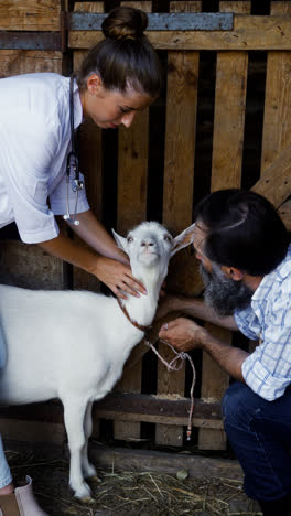 Woman-and-man-petting-white-goat