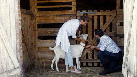 Woman-and-man-taking-care-of-the-white-goat