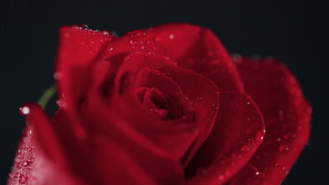 Water-droplets-macro-in-slow-motion-on-a-red-rose-black-background