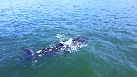 Newborn-southern-right-whale-calf-spouts-as-it-sticks-close-to-its-mom,-aerial