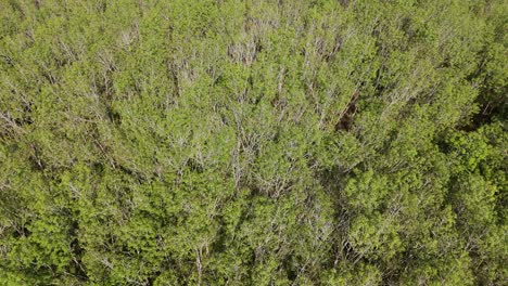 Dense-Monoculture-Rubber-Tree-Plantation-from-Above,-Export-Product-of-Thailand,-Latex-Production,-Dense-Agricultural-Plantation,-Aerial-Drone-View