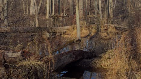 Wetlands-in-northern-Appalachia-during-an-early-spring-sunny-day-after-recent-snow-melt