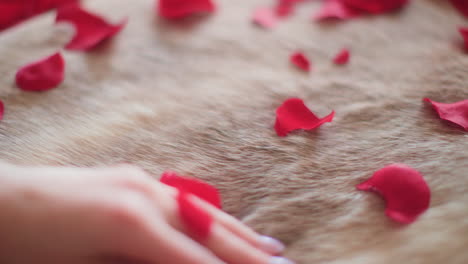 Woman-running-hand-through-white-fur-with-red-rose-petals-close-up-slow-motion