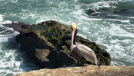 4K-footage-of-Pelican-on-cliff-turning-towards-camera