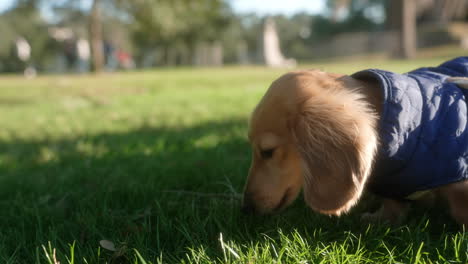 English-Dachshund-puppy-chewing-on-a-stick-in-the-grass-at-the-park-on-a-bright-summer-afternoon