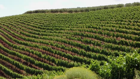 Row-Of-Beautiful-Grape-Yard-In-Constantia,-Cape-Town,-South-Africa---Panning-Shot