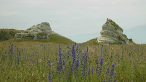Purple-Blooms:-Vibrant-flowers-set-against-stunning-rock-formations-in-this-mesmerizing-stock-footage