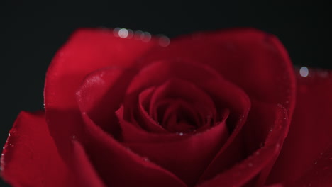 Macro-red-rose-with-water-droplets-rack-focus-and-bokeh-on-dark-background