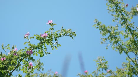 Blooming-hues:-Pink-flower-tree-with-blue-skies-above-in-captivating-stock-footage