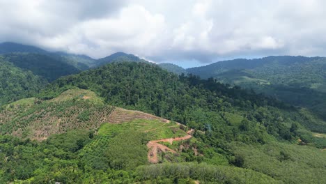 Deforestación-Ilegal-Del-Prístino-Parque-Nacional-Del-Bosque-Lluvioso-Para-Monocultivos-De-Plantaciones-De-árboles-De-Caucho-Y-Palma-Aceitera-En-Tailandia,-Malasia,-Indonesia