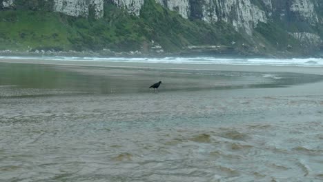 Coastal-serenity:-Oystercatcher-on-New-Zealand-beach-in-captivating-stock-footage