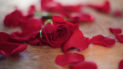 Close-up-red-rose-petals-falling-on-white-fur-in-slow-motion