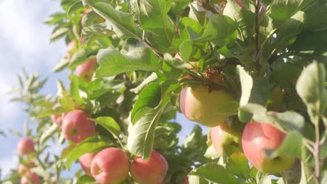 Close-up-shot-of-apple-tree-with-apples-and-green-leaf-moving-in-the-wind-in-the-afternoon-sun