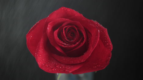 Single-red-rose-from-above-being-heavily-misted-in-slow-motion-on-black