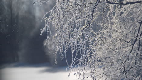 Snow-glitter-fall-on-frozen-crisp-tree-branches-in-Beautiful-cold-winter-landscape