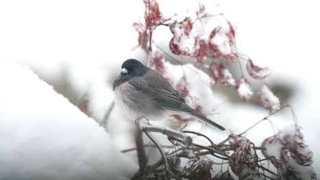 Dark-eyed-junco-perched-on-a-branch-in-the-snow