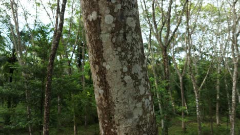 Hevea-Brasiliensis-Rubber-Tree-Bark-Trunk-Production-of-Rubber-and-Latex-Car-Tires,-Rubber-Tree-Plantation