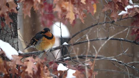 Varied-thrush-in-a-tree-during-a-snow-storm