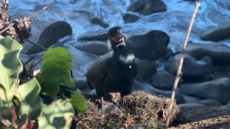 4K-footage-of-Cormorant-bird-on-cliff-turning-towards-camera