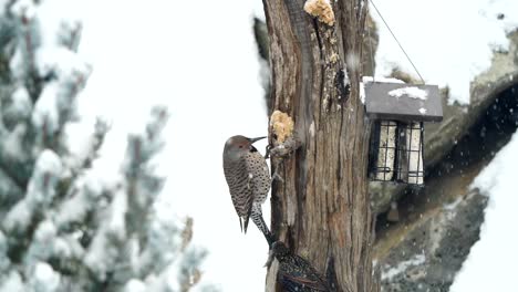 Confrontation-between-a-northern-flicker-and-a-starling
