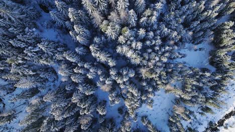 Aerial-top-down-view-of-frosty-and-snowy-coniferous-trees-in-beautiful-forest-on-cloudy-winter-day