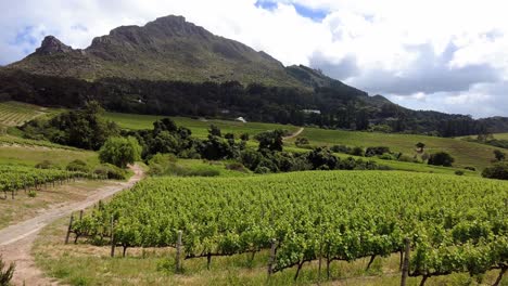 Beautiful-Vineyards-Landscape-In-Constantia-Valley,-South-Africa---Panning-Shot