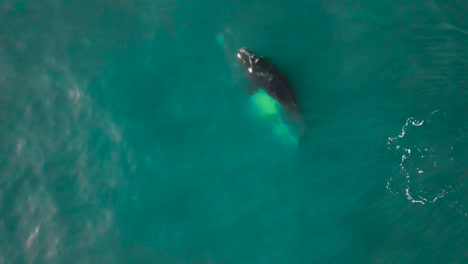 Newborn-southern-right-whale-calf-gets-swimming-lessons-from-its-mom,-aerial