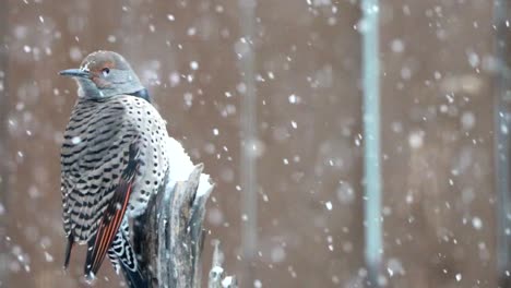 Northern-Flicker-perched-on-a-tree-stump-in-a-snow-storm
