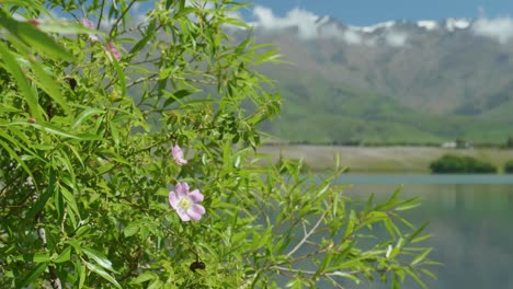 Nature's-blush:-Pink-flower-in-bush-near-lake-in-captivating-stock-footage